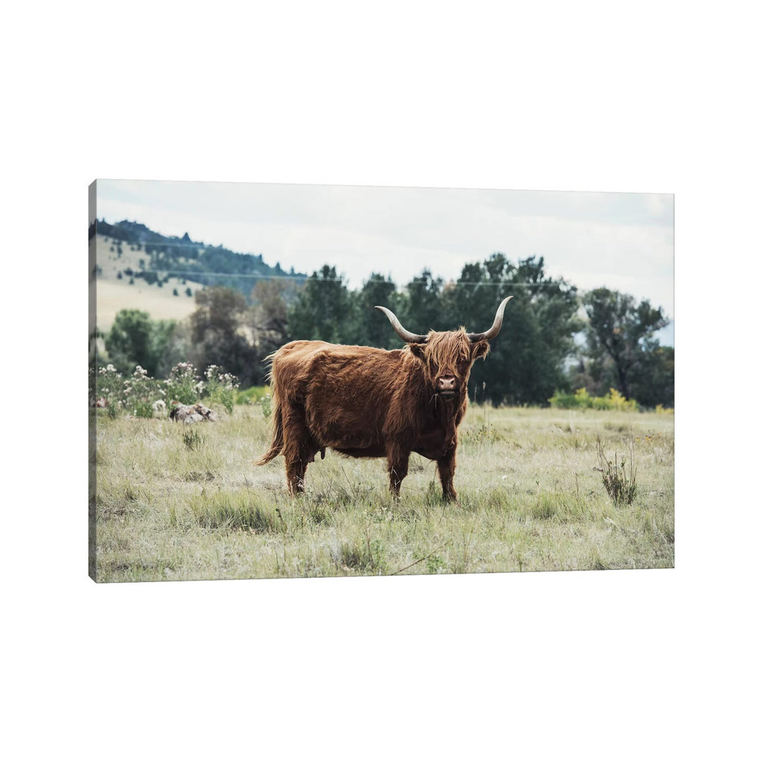 Highlander Cow - Wrapped Canvas Print