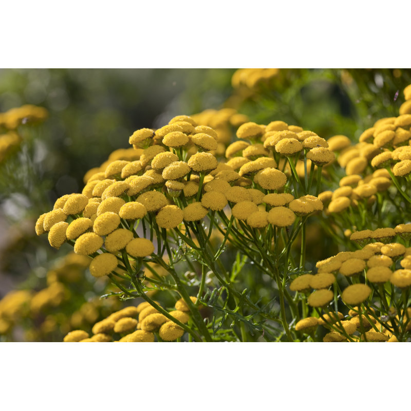 Tansy (Tanacetum Vulgare) par Ayimage, H 24 po x l 36 po