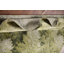Tapis indien à motif abstrait vert All-Over 5 x 7