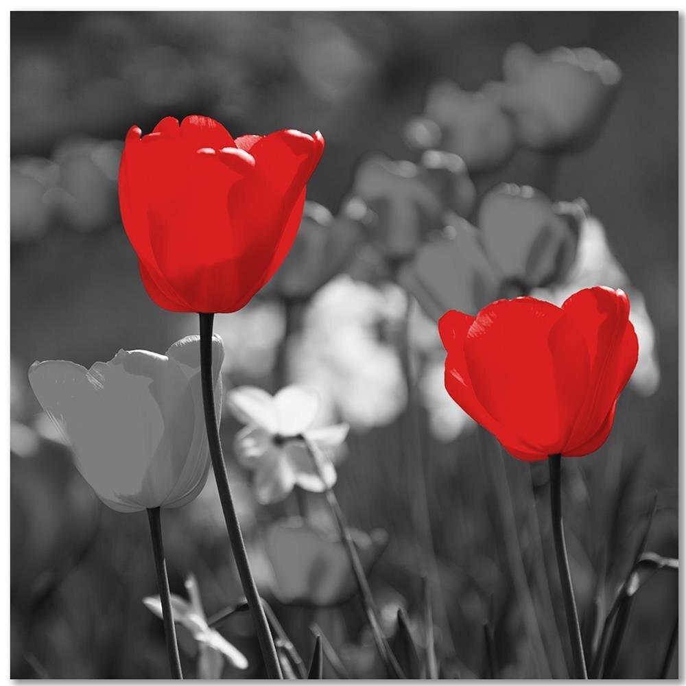 Leinwandbild Red Tulips in Grey