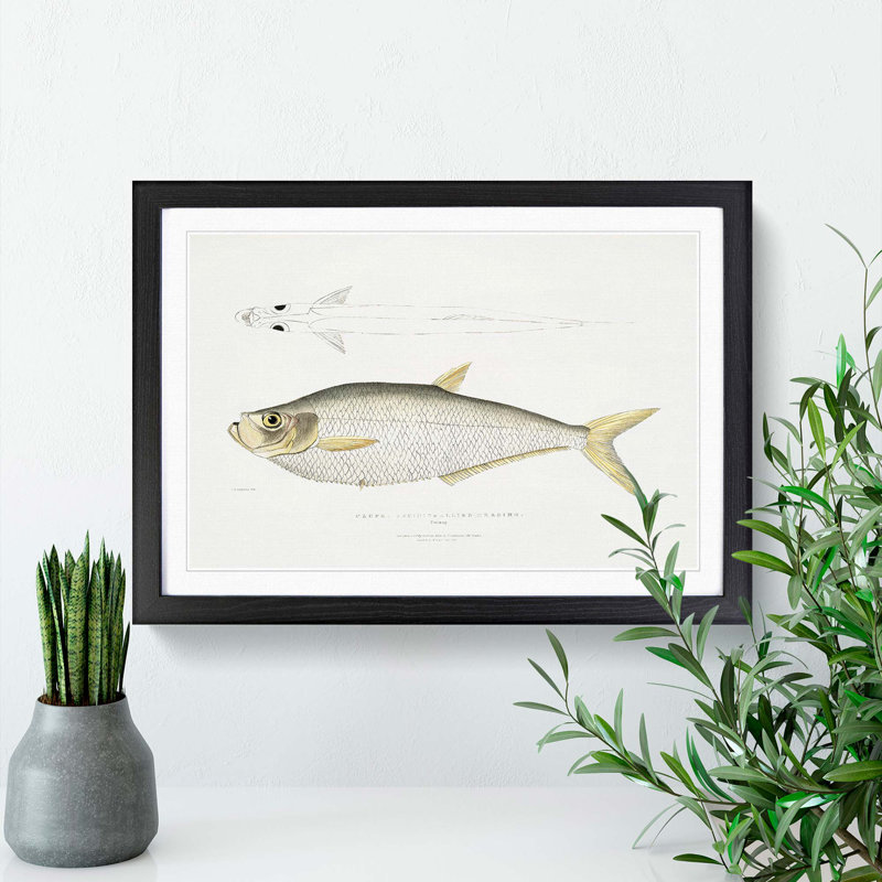 Allied Herring Illustrations 1 Piece Single Picture Frame Painting, 33cm H x 45cm W x 2cm D, Black Framed