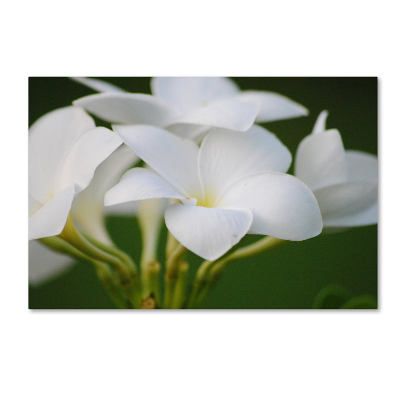 «Image Perfect», reproduction de photo sur toile tendue, H 12 po x l 19 po x P 2 po