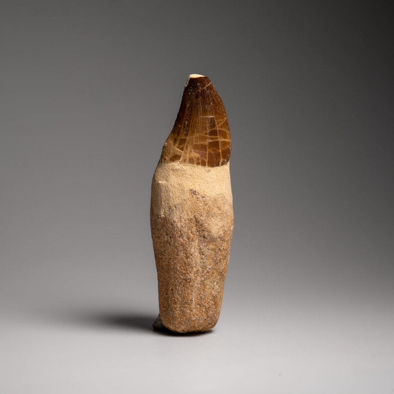 Genuine Mosasaur Tooth With Root (170.6 Grams)