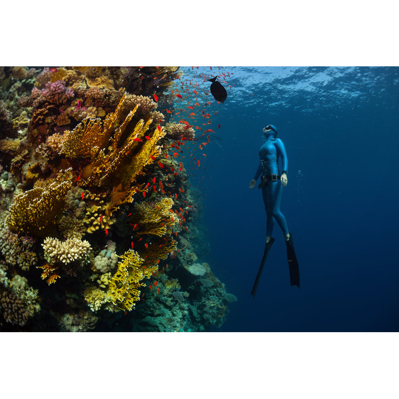 Freediver - Wrapped Canvas Print, 61cm H x 91cm W x 3.8cm D