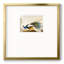Adamma Golden Peacock, reproduction d'art sur papier-374801817
