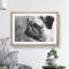 Pug Dog - Framed Print-62759048-62759053