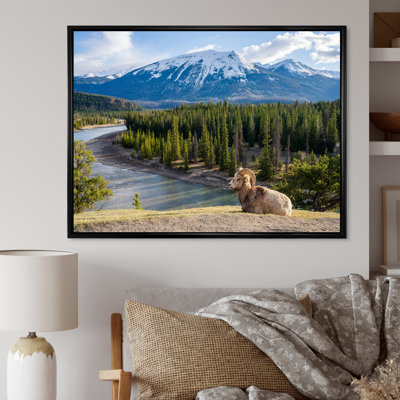 Faune sauvage, paysage de l'Alaska II