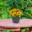 Pot de fleurs extérieur rond en céramique Atenea Francine-700537288-700537287