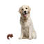 Figurine Edan Wood Cocker Spaniel-119321280