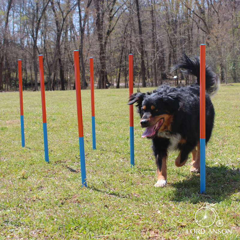 Adjustable Blue Dog Agility Training Set with Tunnel and Poles