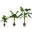 Philodendron en pot 5 pi-85898673