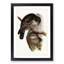 Winking Owls by Elizabeth Gould - Picture Frame Painting Print-55613073-55613074