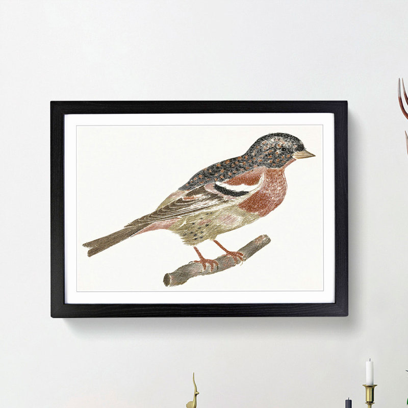 Bullfinch by Johan Teyler - Picture Frame Art Print, 27cm H x 36cm W x 2cm D, Black Framed