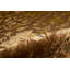 Dharma Oriental Area Rug