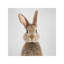 Rabbit by Gal Design - Print on Canvas-73716092-29261722