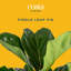Foliage Plant in Planter