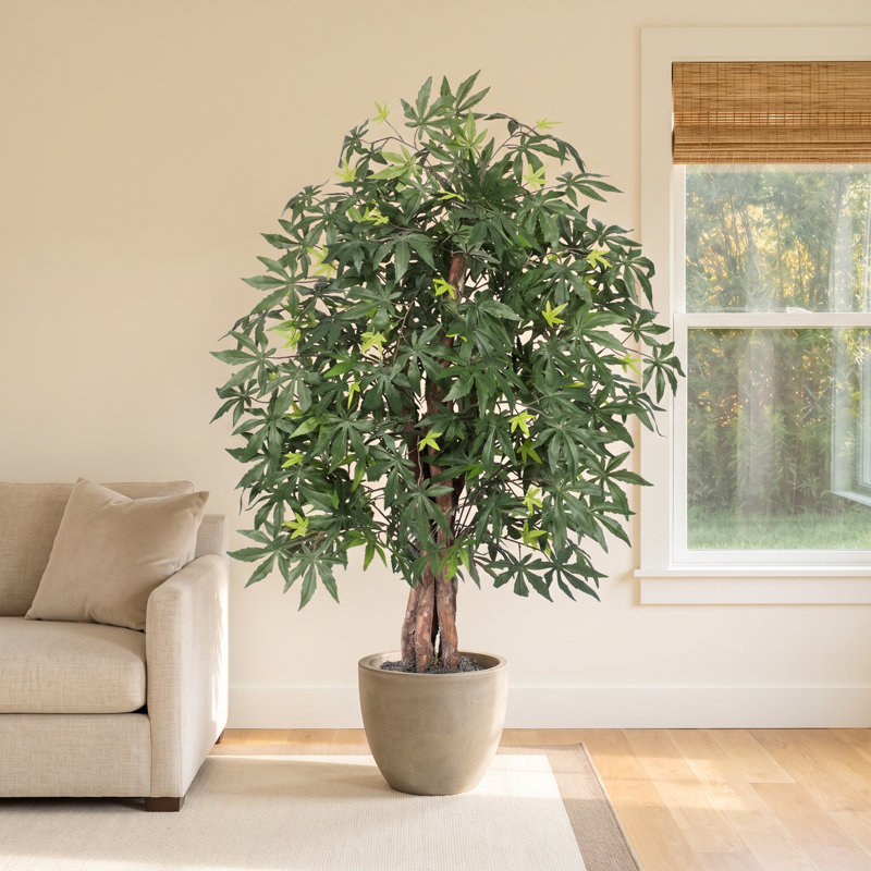 Pottershill Maple Tree in Pot