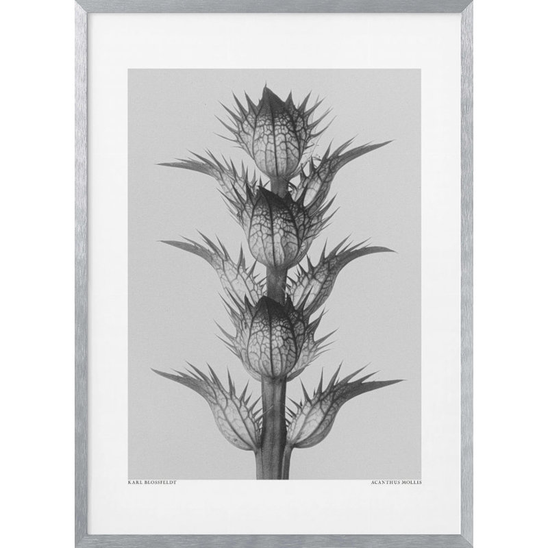 Art mural "Acanthus mollis" par Karl Blossfeldt, inspiré de la nature, H 20 po x l 16 po