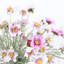 Cosmos Arrangement-1763511469-1763511466