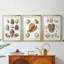 Collection de coquillages VI - impression sur mesure encadrée de qualité supérieure - 3 pièces-496648181-496648177