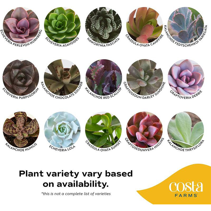 2 Piece Costa Farms Live Succulent Low Maintenance Plant in Planter
