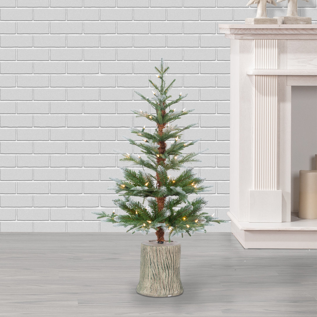 Pre Lit Potted Natural Cut Lightly Frosted Pine The Holiday Aisle® 