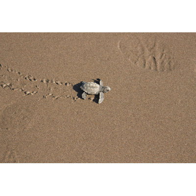 Footprints in the Sand 1 Piece Wrapped Canvas Wall Art