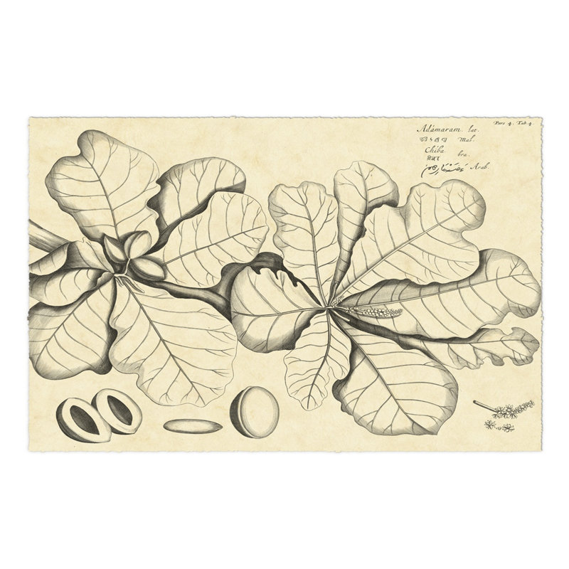 Vintage Leaf Study I by H. Von Drakenstein - Wrapped Canvas Print, 30cm H x 46cm W