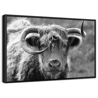 Animal «Vache Highland»