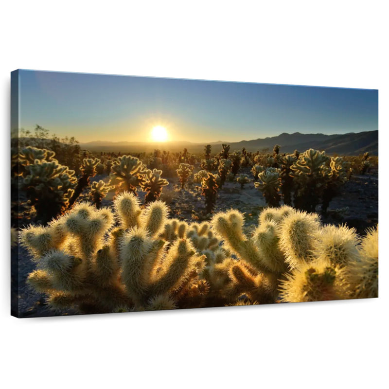 Jardin Harnek Cholla Cactus, H 8 po x l 12 po