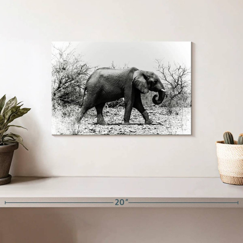 Éléphant d'Afrique Brampt au Botswana, H 8 po x l 12 po