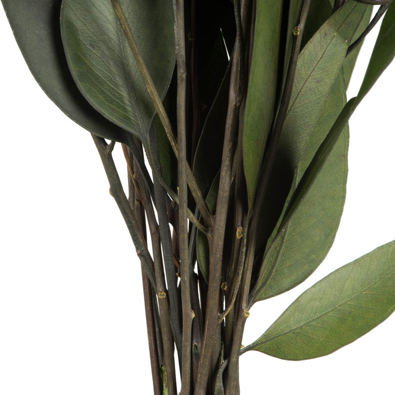 18'' Plant
