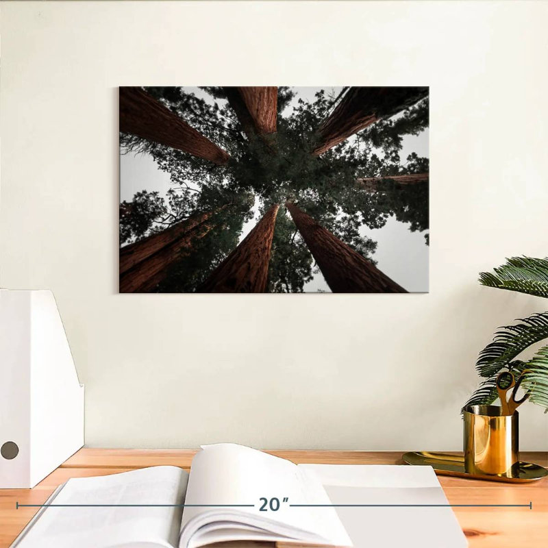 Redwoods de Harnek en Californie, H 8 po x l 12 po