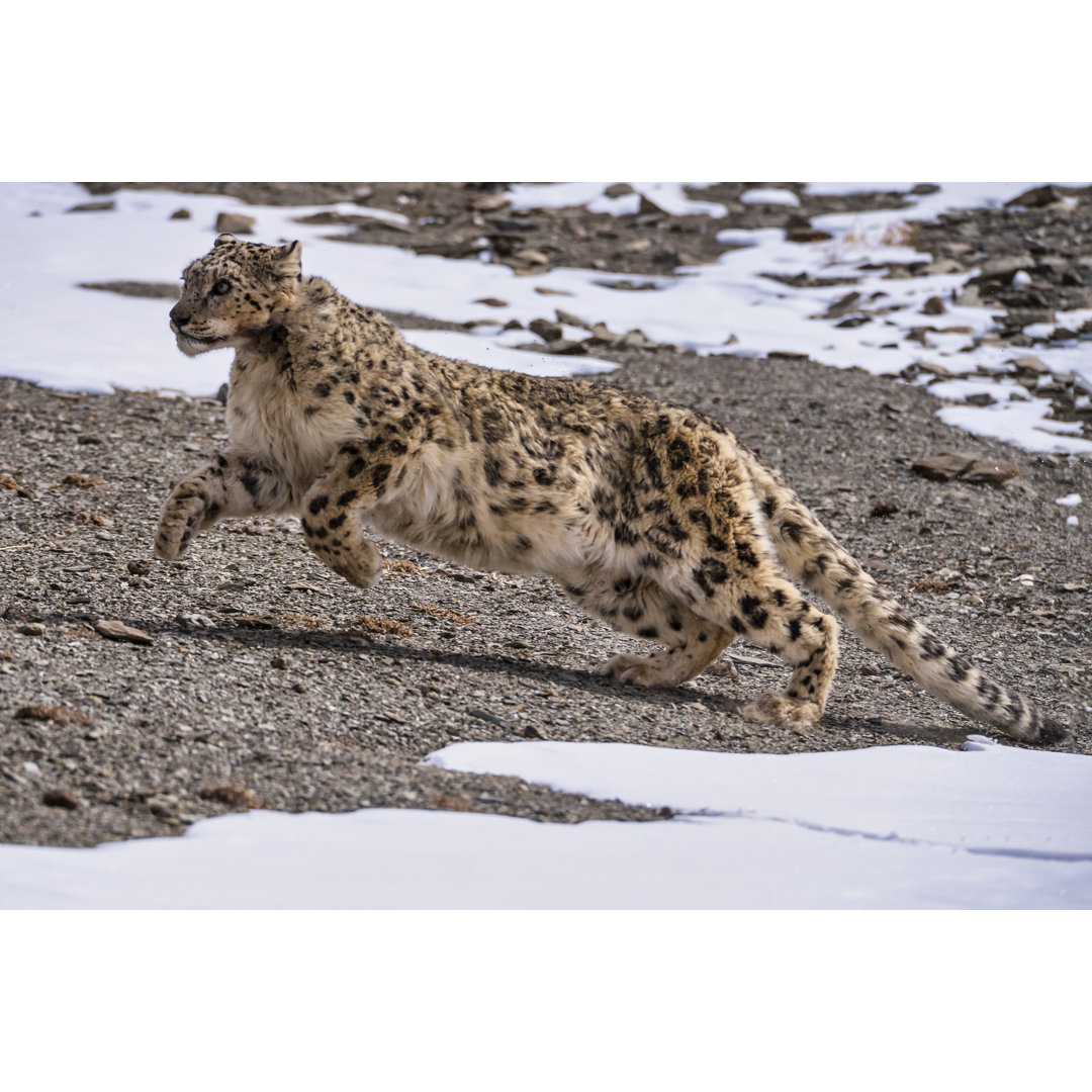 Shot Of Snow Leopard von Guenterguni - Kunstdrucke auf Leinwand