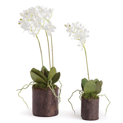 Dendrobium Drop-In