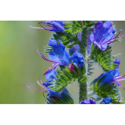 Blueweed by Liudmyla Liudmyla - Wrapped Canvas Print