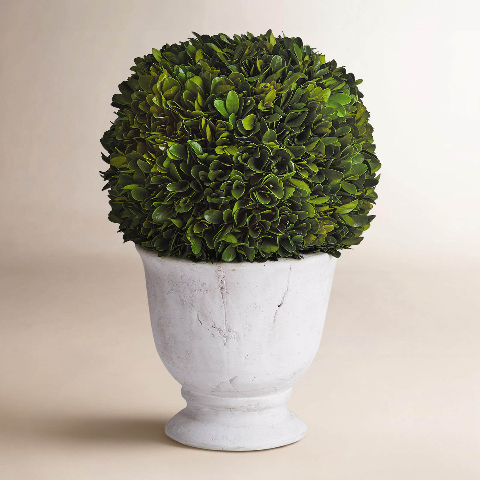 Alby 12" Boxwood Topiary in Vase, 12'' H X 8'' W X 8'' D