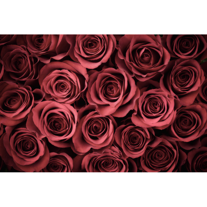 Rose Background by Liliboas, 32" H x 48" W