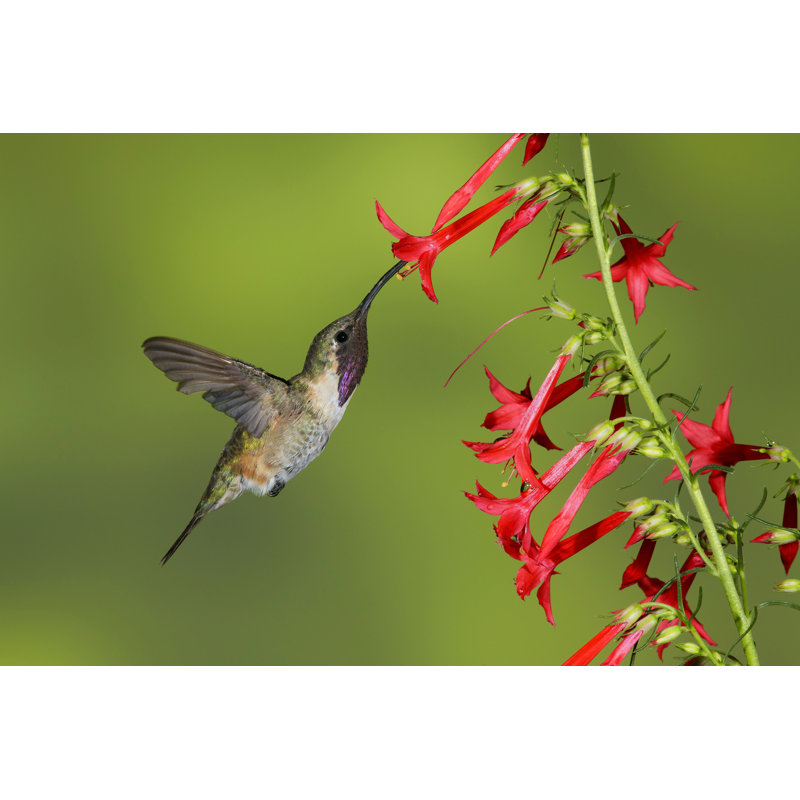 Adulte, mâle, colibri de Lucifer - photographie sur toile tendue, H 8 po x l 12 po