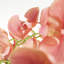 Barringer PHALAENOPSIS 30 po-129903255