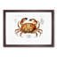 Crab by Albert I - Picture Frame Painting Print-55510361-55510362