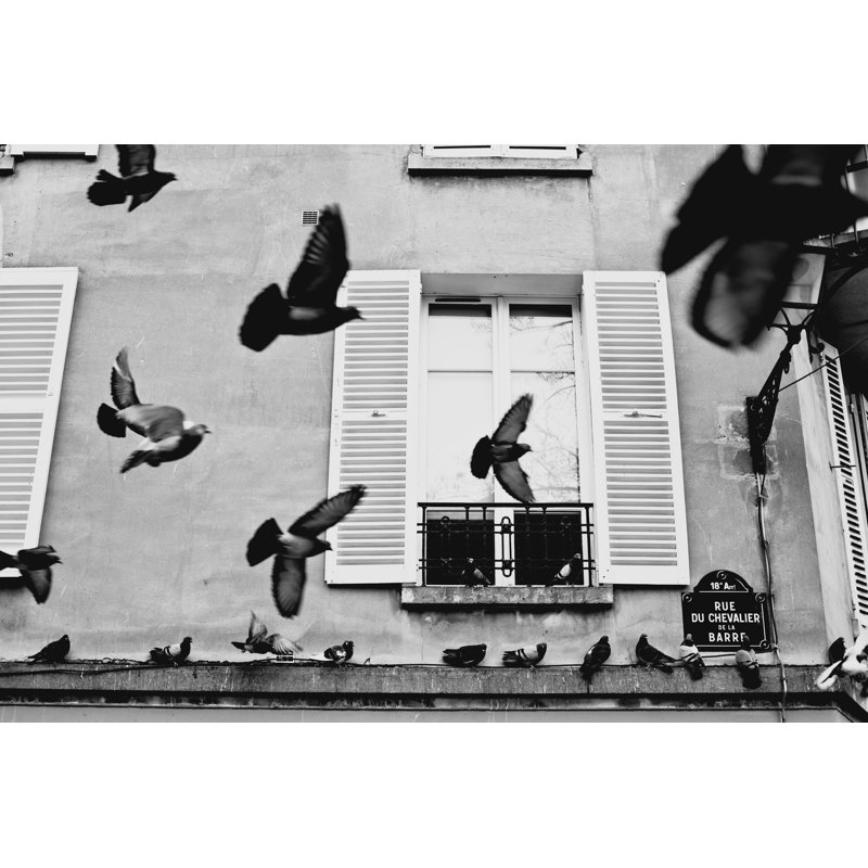 Pigeons by Zodebala - Wrapped Canvas Print, 81cm H x 122cm W x 3.8cm D