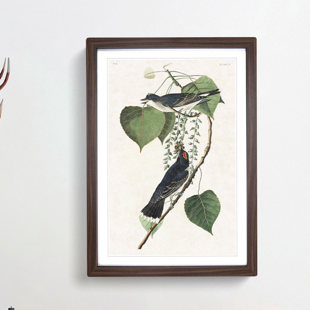 Tyrant Flycatcher Birds by John Audubon - Picture Frame Painting Print