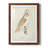 " Barn Owl "-1256061385-1256061386