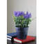 Arrangement floral lavande en pot 12 po mauve et noir