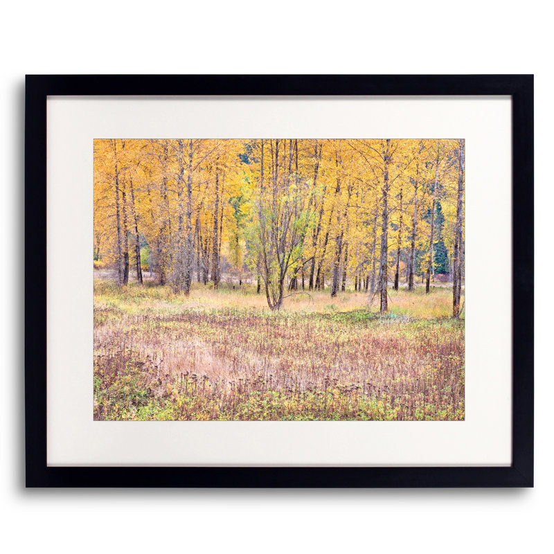 Autumn Field And Tree Grove Print by Bruce Heinemann, Black Framed Paper, White, 24" H x 30" W