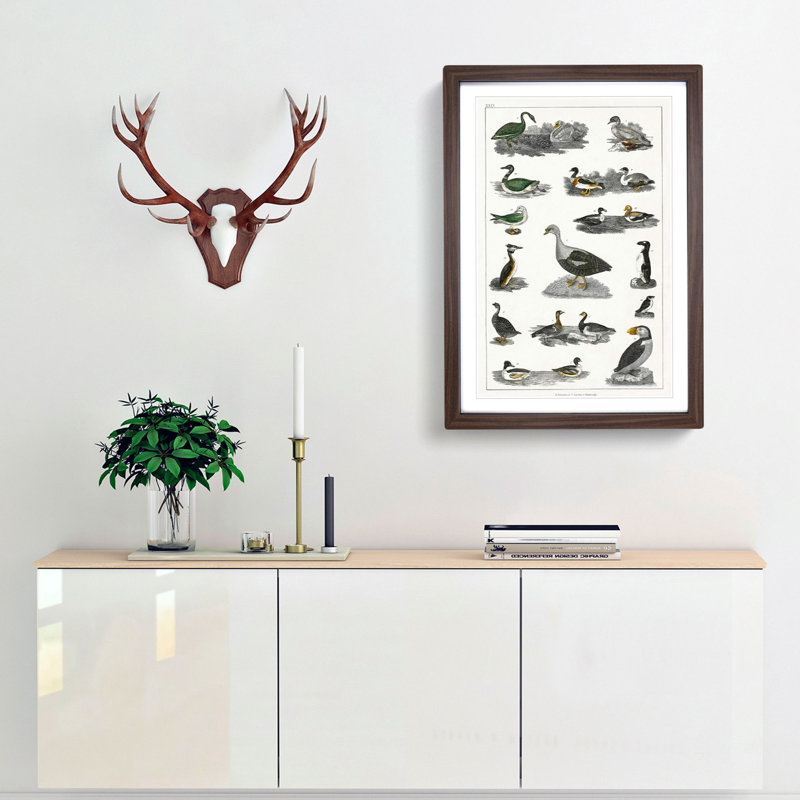 Assortment Of Birds XXIX by Oliver Goldsmith - Single Picture Frame Painting, Walnut, 45cm H x 33cm W x 2cm D