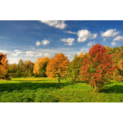 Arbres changeant de couleurs par Alexkotlov