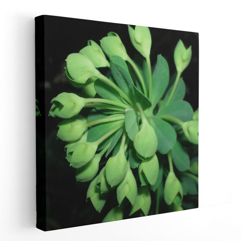 «Succulence I», reproduction d'art sur toile, H 12 po x l 12 po