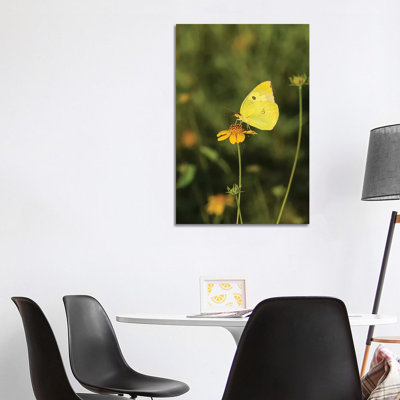 Southern Dogface (Colias cesonia) butterfly feeding 1 Piece Wrapped Canvas Wall Art